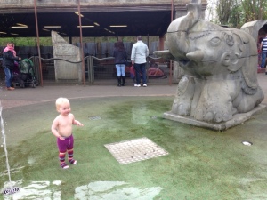 Bollie in the splash park